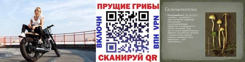 Псилоцибиновые грибы Psilocybine cubensis  Новоалтайск 